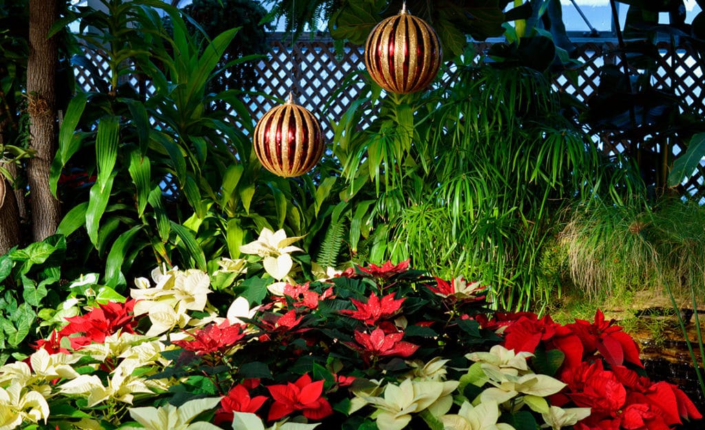 Llega la Navidad con su entrañable Flor de Pascua