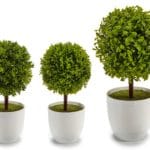 ARBOL BOLA HOJA GR.
