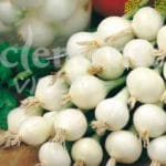 CEBOLLA DE LA REINA