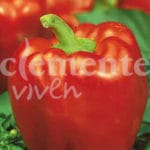 PIMIENTO MORRON CONSERVA-4