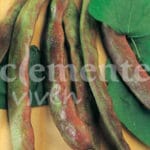 JUDIA B. AIRES 80 GR.