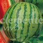 SANDIA CRIMSON SWEET CLASICA