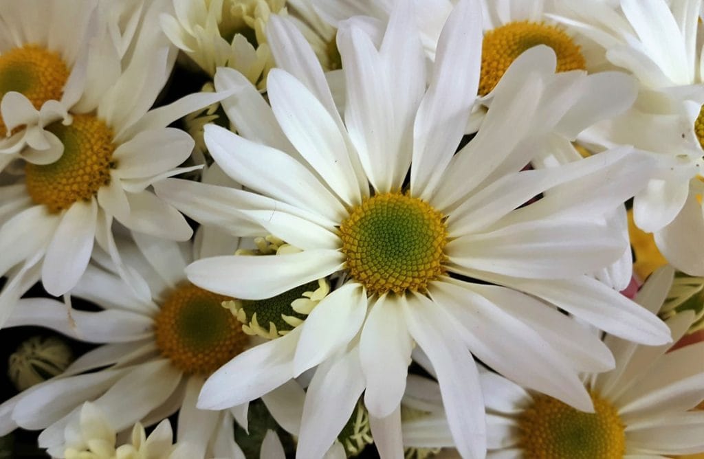 20200427 felicidades mama dile quieres flores 06