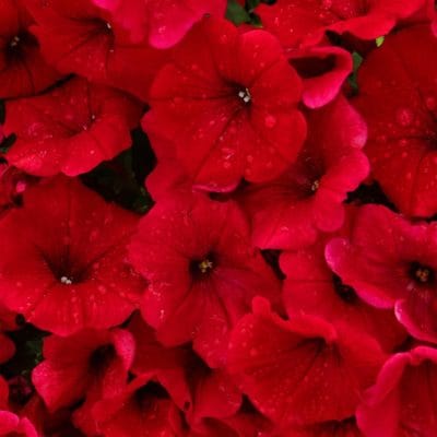 20210416_tiempo_primavera_flores_balcones_terrazas_2