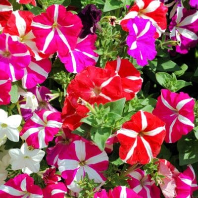 20210416_tiempo_primavera_flores_balcones_terrazas_3