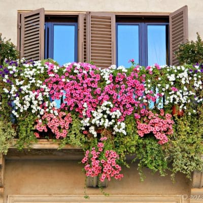 20210416_tiempo_primavera_flores_balcones_terrazas_4