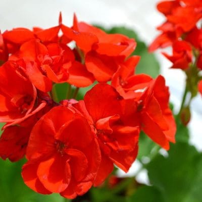 20210416_tiempo_primavera_flores_balcones_terrazas_8