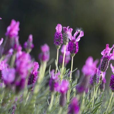 20210416_tiempo_primavera_flores_balcones_terrazas_9