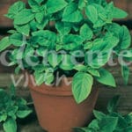 ALBAHACA CLASICO
