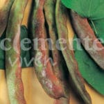 JUDIA B. A. ROJA 80 GR.