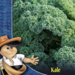 KALE SEMILLA