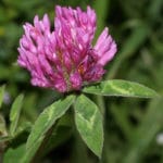 TREBOL VIOLETA 1 KG.