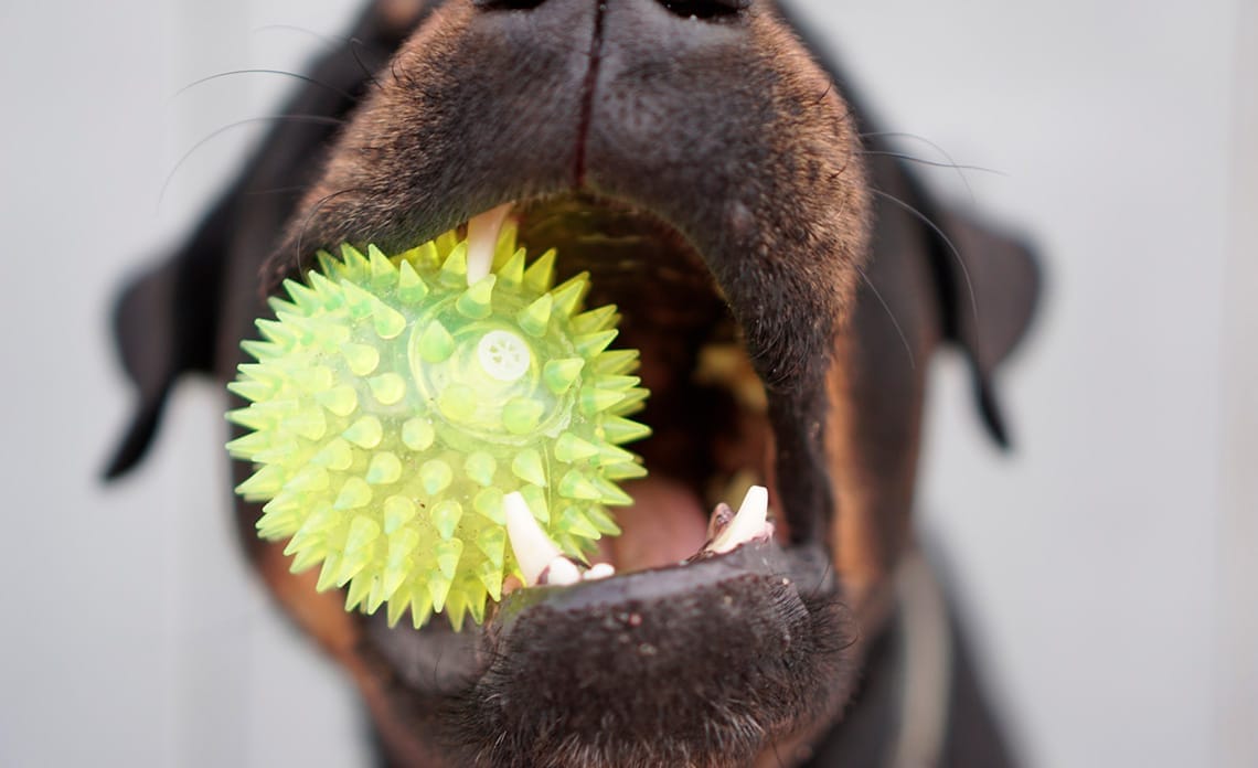 20210515 juego parte salud dental perro