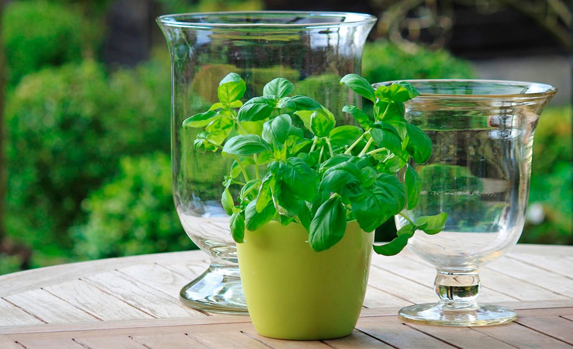 20210528 deliciosas fragancias hogar cultivando plantas aromaticas 01
