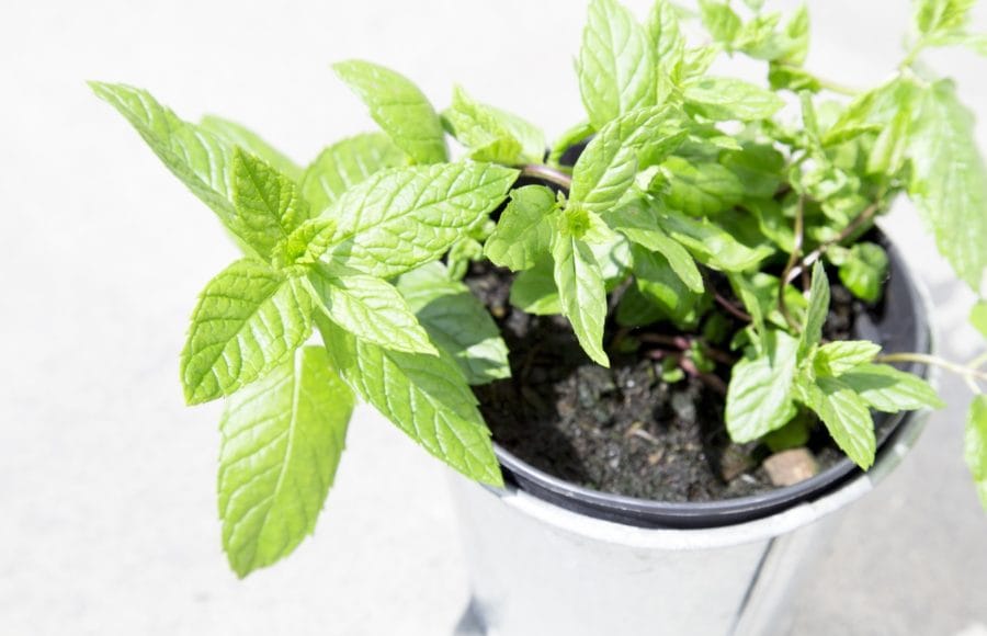 20210528_deliciosas-fragancias-hogar-cultivando-plantas-aromaticas_03
