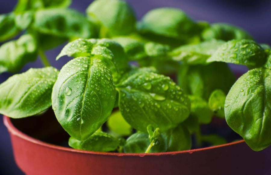 20210528_deliciosas-fragancias-hogar-cultivando-plantas-aromaticas_06