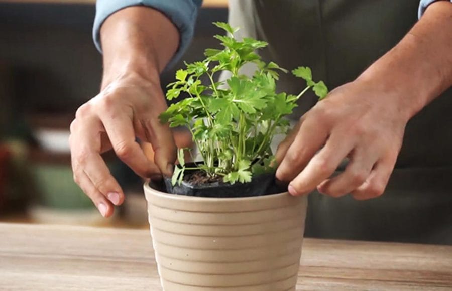 20210528_deliciosas-fragancias-hogar-cultivando-plantas-aromaticas_10