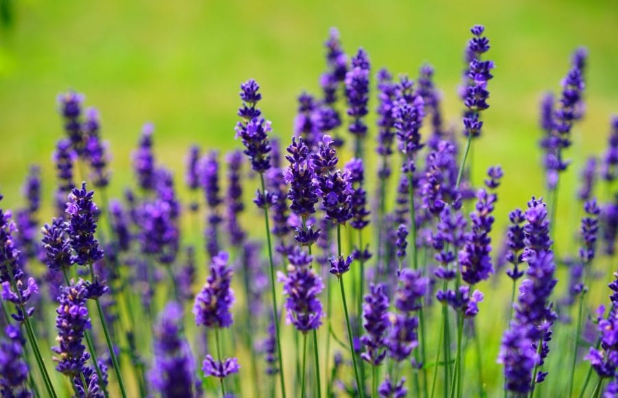 20210528_deliciosas-fragancias-hogar-cultivando-plantas-aromaticas_11