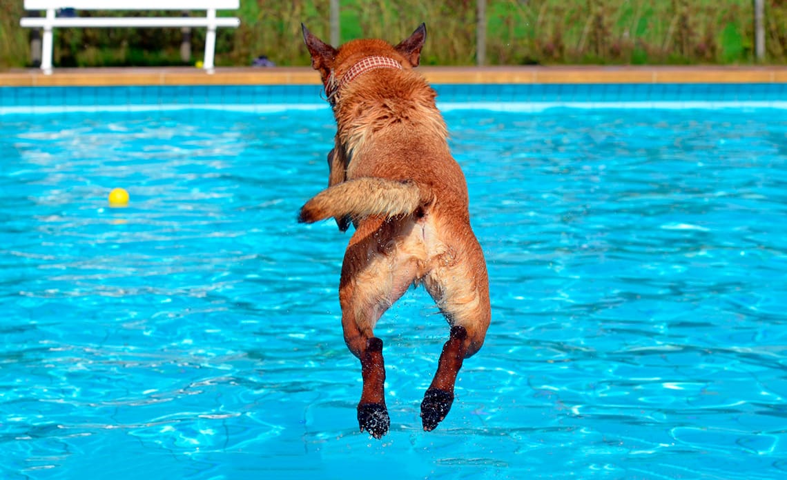 cómo refrescar a tu perro en verano
