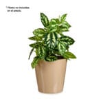 MACETA CONICA 17 CM BEIGE