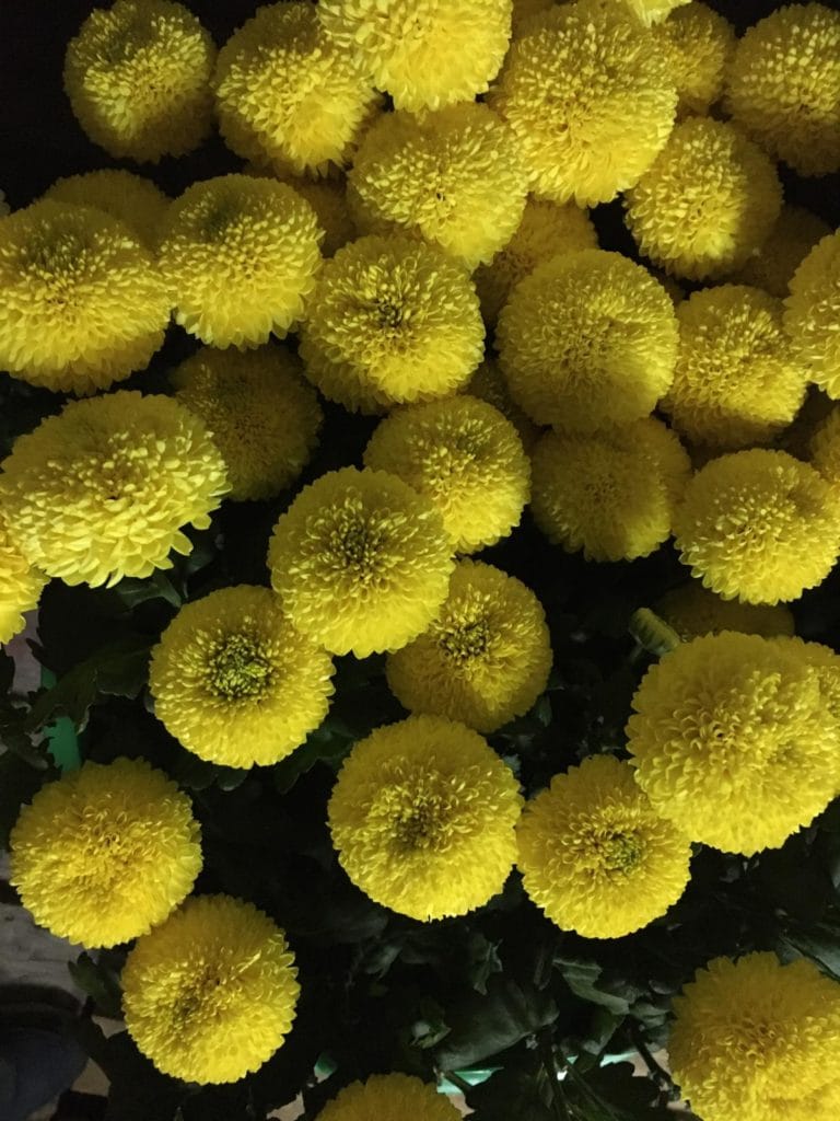 Flores en el día de Todos Los Santos