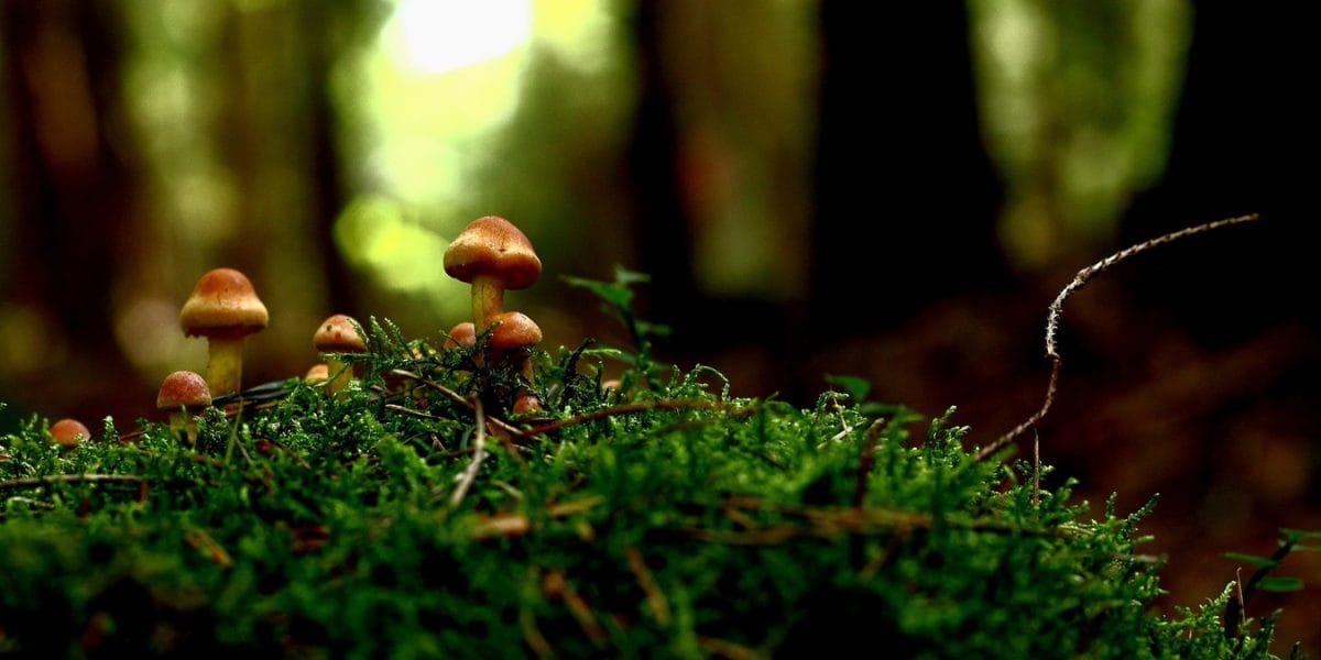 Es otoño, época de setas