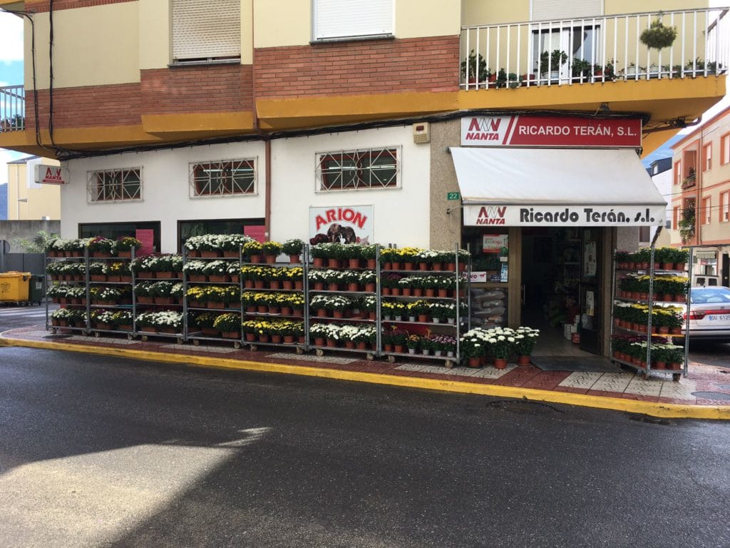 Crisantemos en maceta para Los Santos