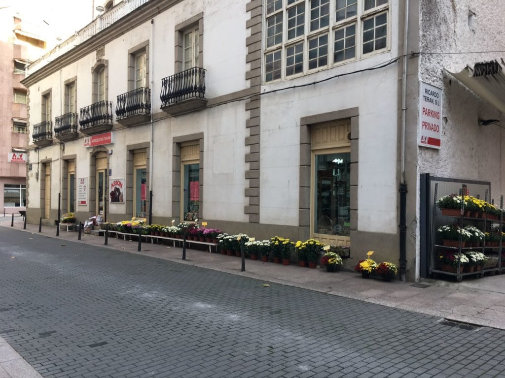 Crisantemos en maceta para Los Santos
