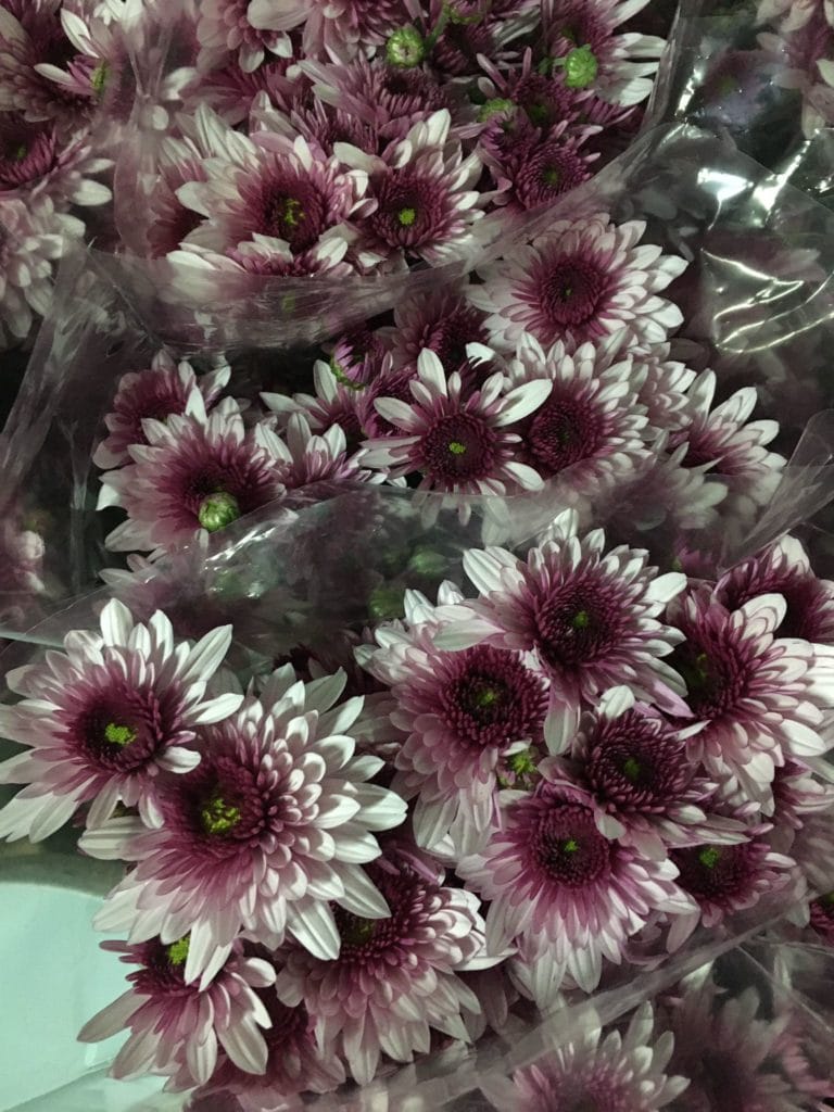 Flores en el día de Todos Los Santos
