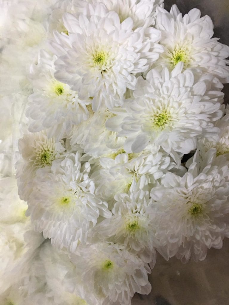 Flores en el día de Todos Los Santos