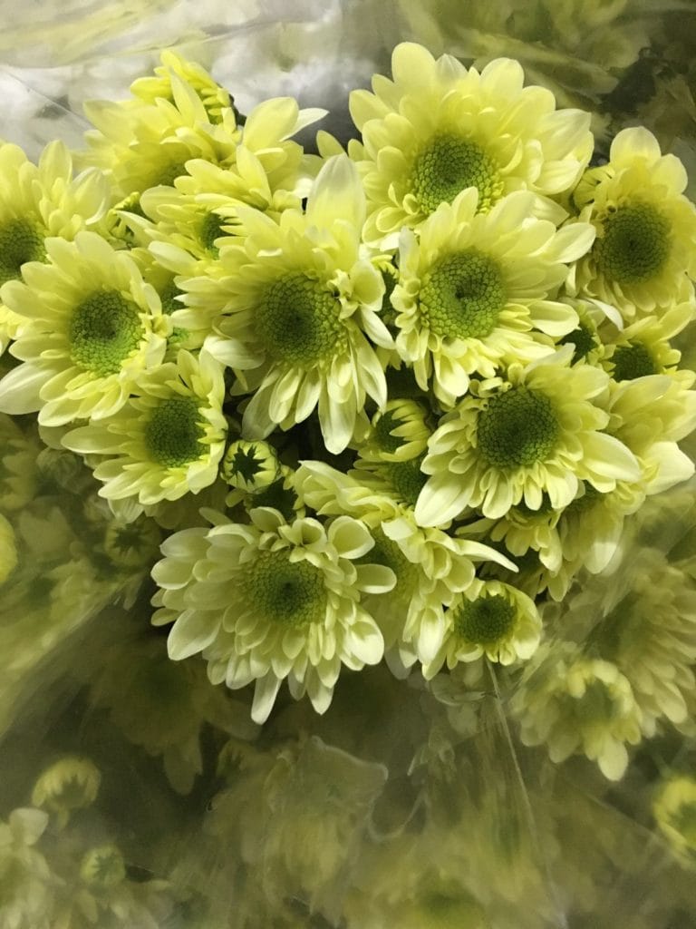 Flores en el día de Todos Los Santos