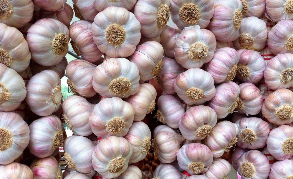 Plantar los ajos en noviembre
