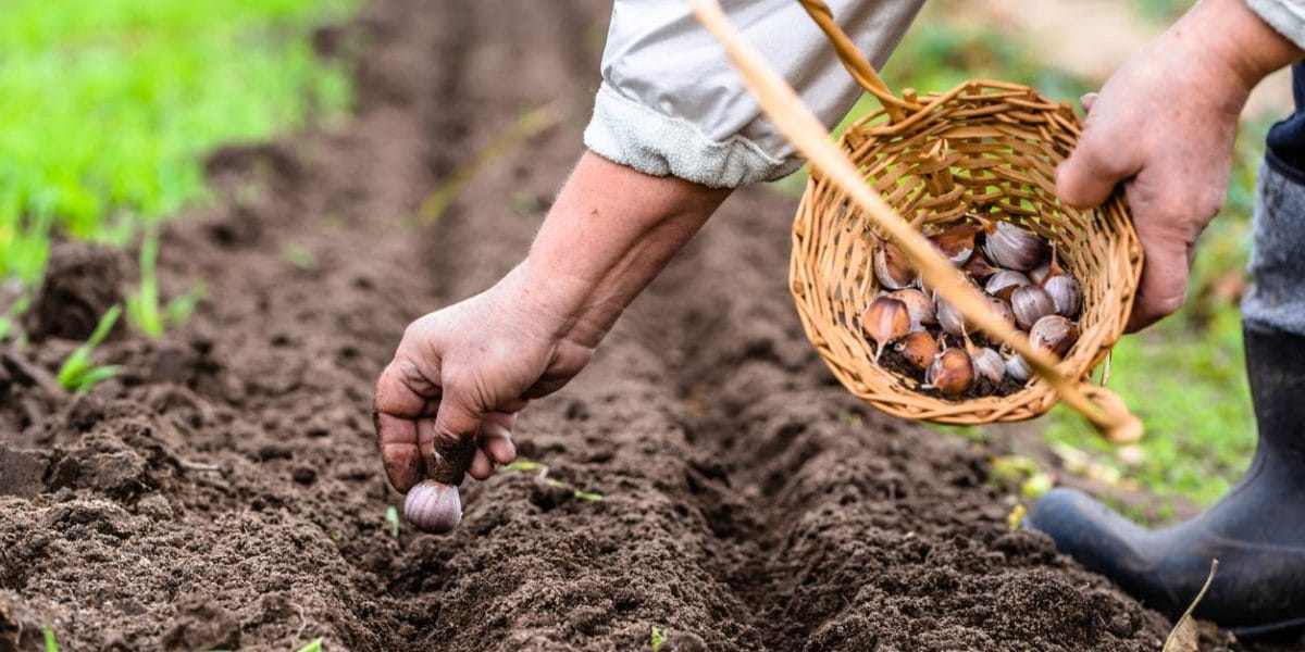 Plantar los ajos en noviembre