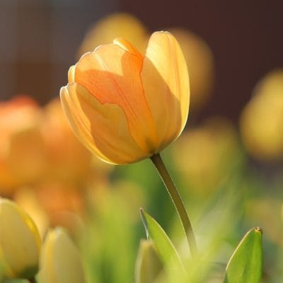 Consejos para plantar bulbos de otoño