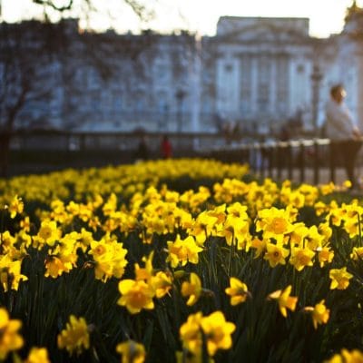 Consejos para plantar bulbos de otoño
