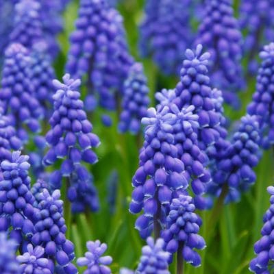 Consejos para plantar bulbos de otoño