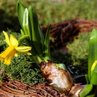 Consejos para plantar bulbos de otoño