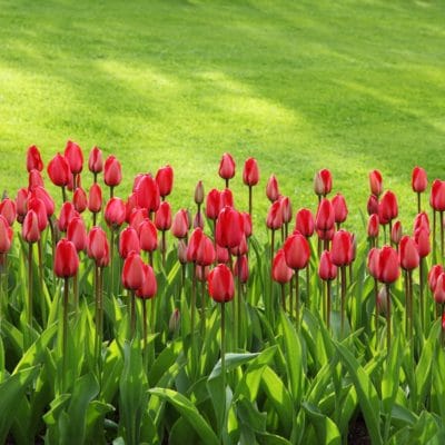 Consejos para plantar bulbos de otoño