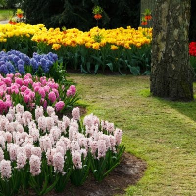 Consejos para plantar bulbos de otoño