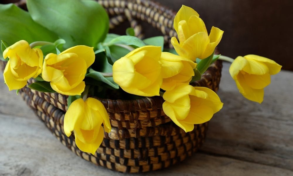 Consejos para plantar bulbos de otoño