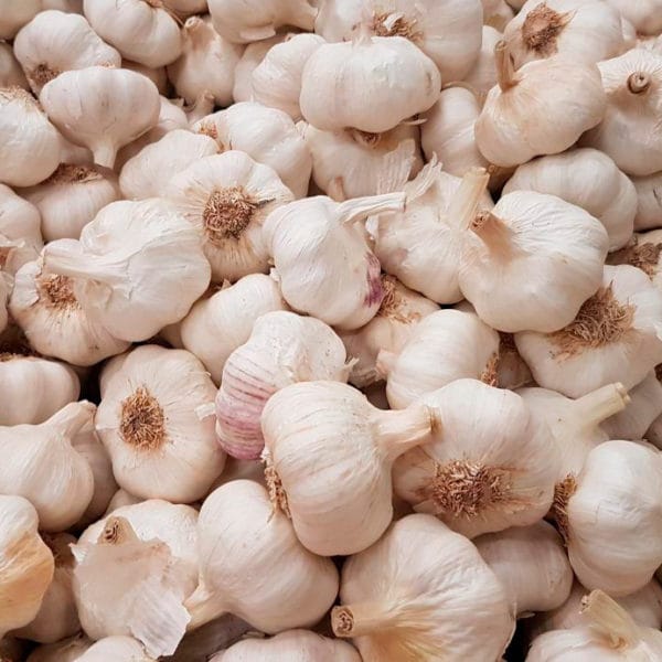 bulbo ajo blanco