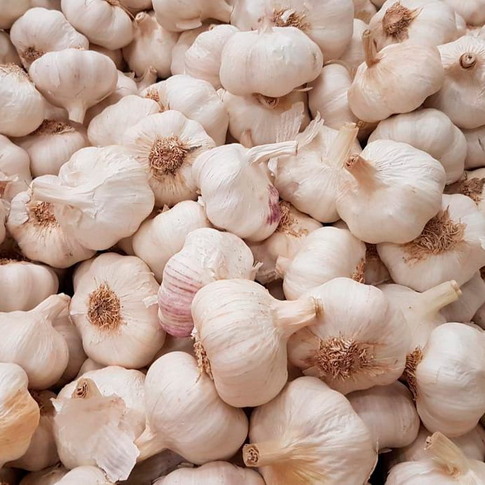 bulbo ajo blanco