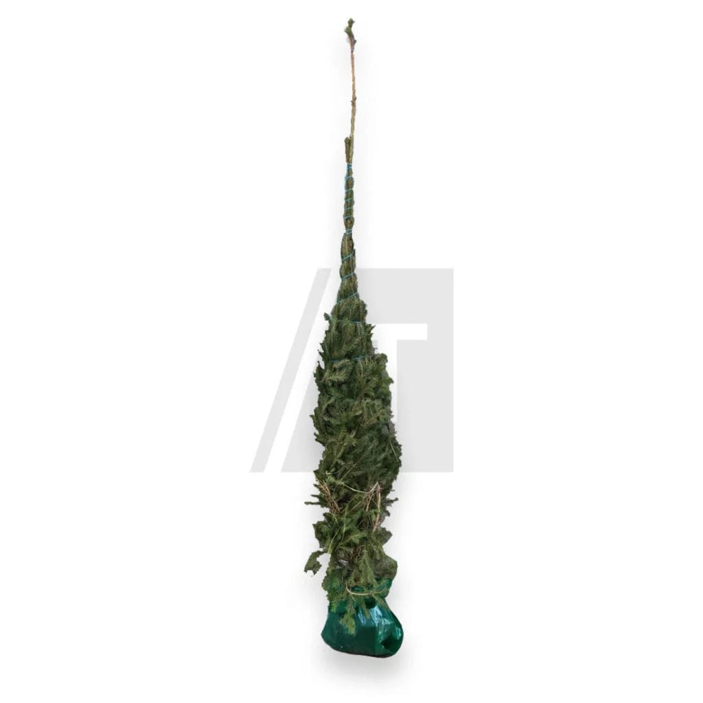 ARBOL NAVIDAD 11