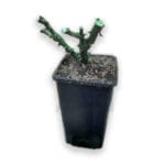 ROSAL FIRMAMENT - Imagen 2