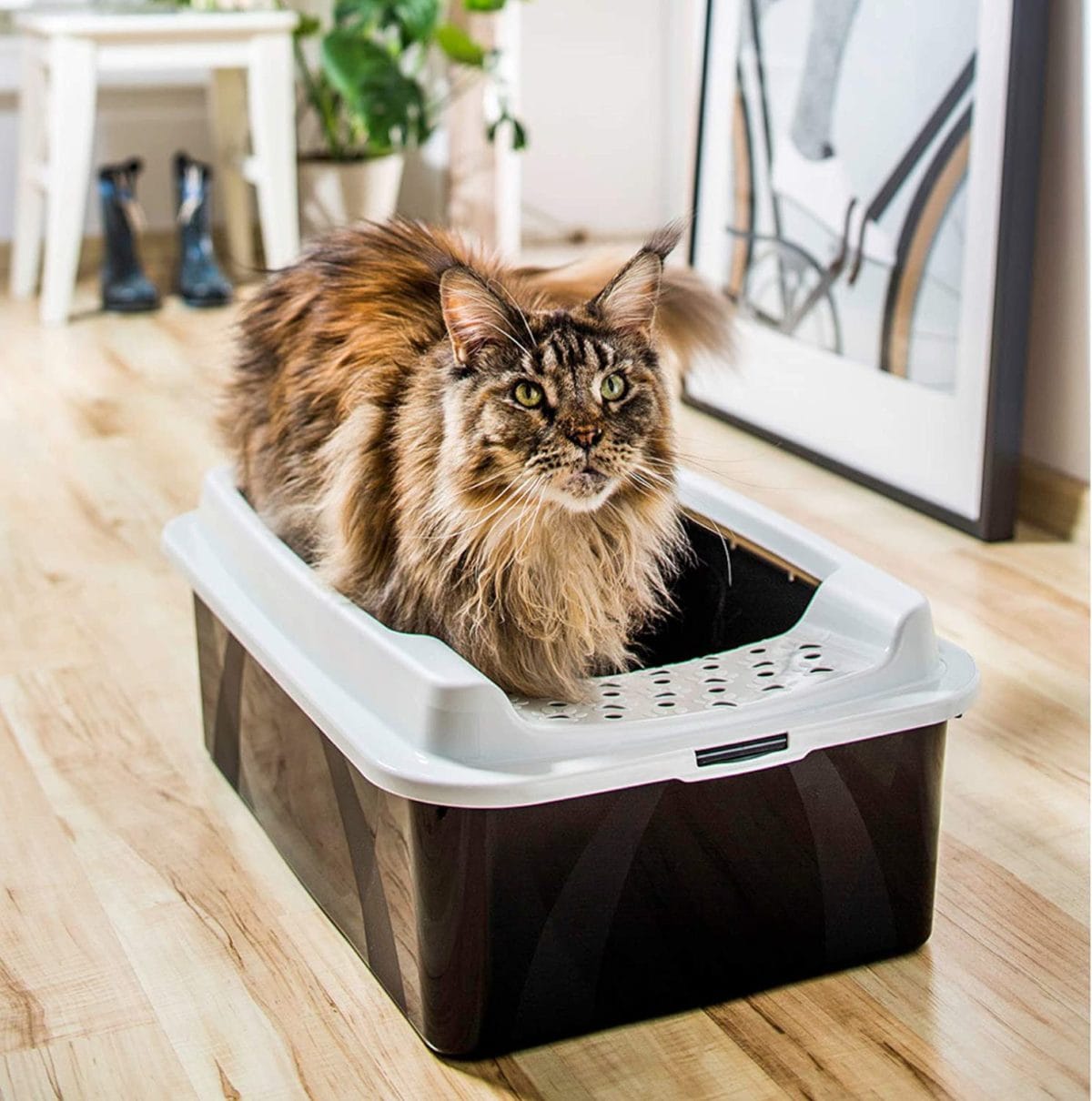 BONNIE CAT LITTER ROTHO GRIS - Imagen 3