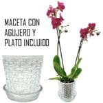 MACETA VIDRIO C/ PLATO CUADRADOS