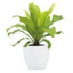 MACETA ALASKA BLANCA 16 CM - Imagen 2