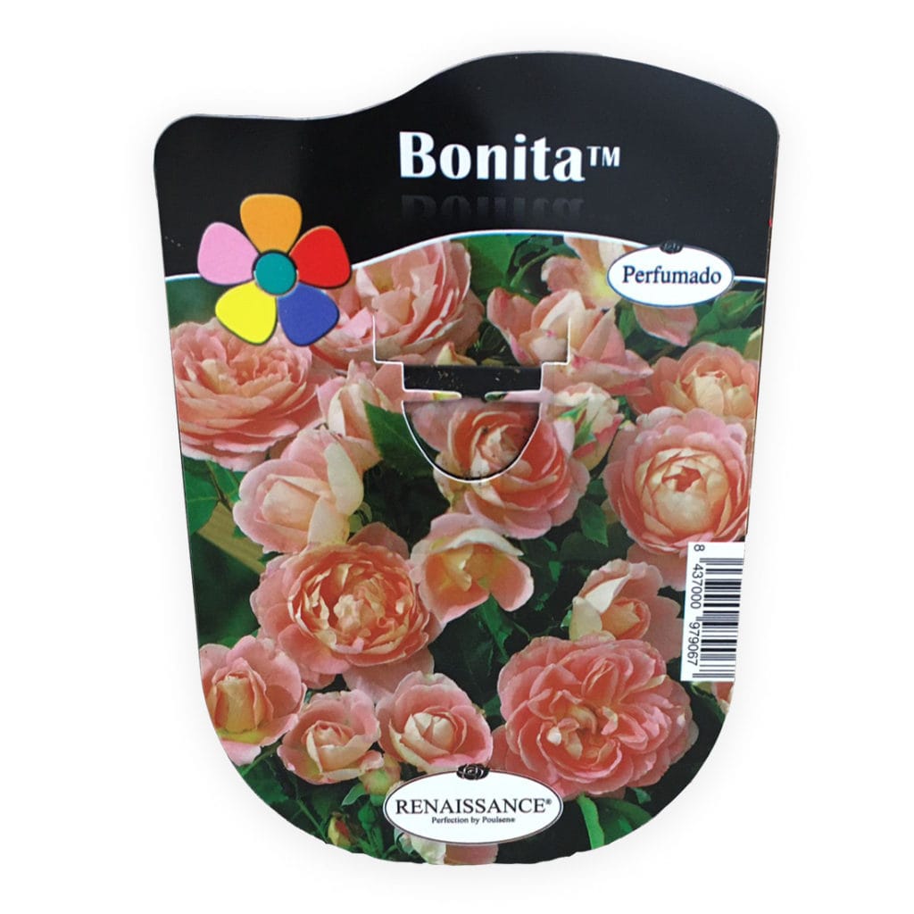 ROSAL BONITA NARANJA OLOROSO