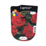 ROSAL CAPRICIA ROJO OLOROSO