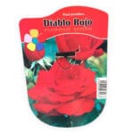 ROSAL DIABLO ROJO